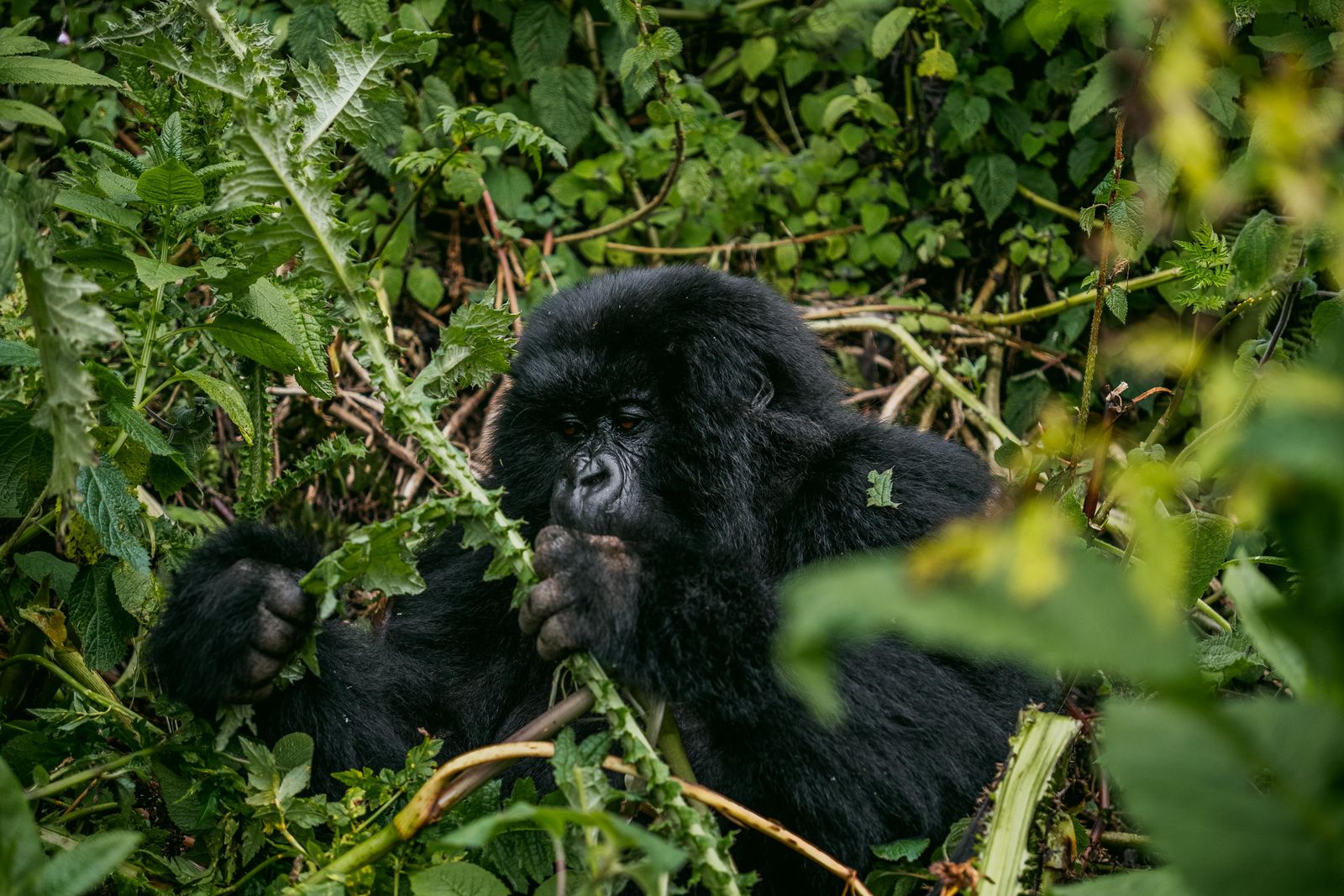 A mountain gorilla in dense forest